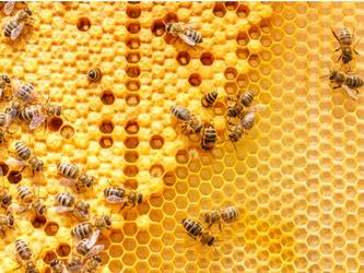 Bees_efficient_work_operations_organise_crop